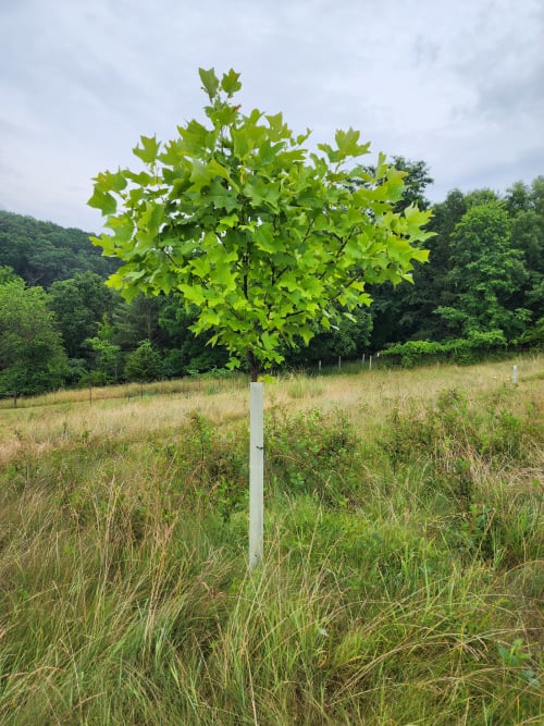 Tulip Poplar