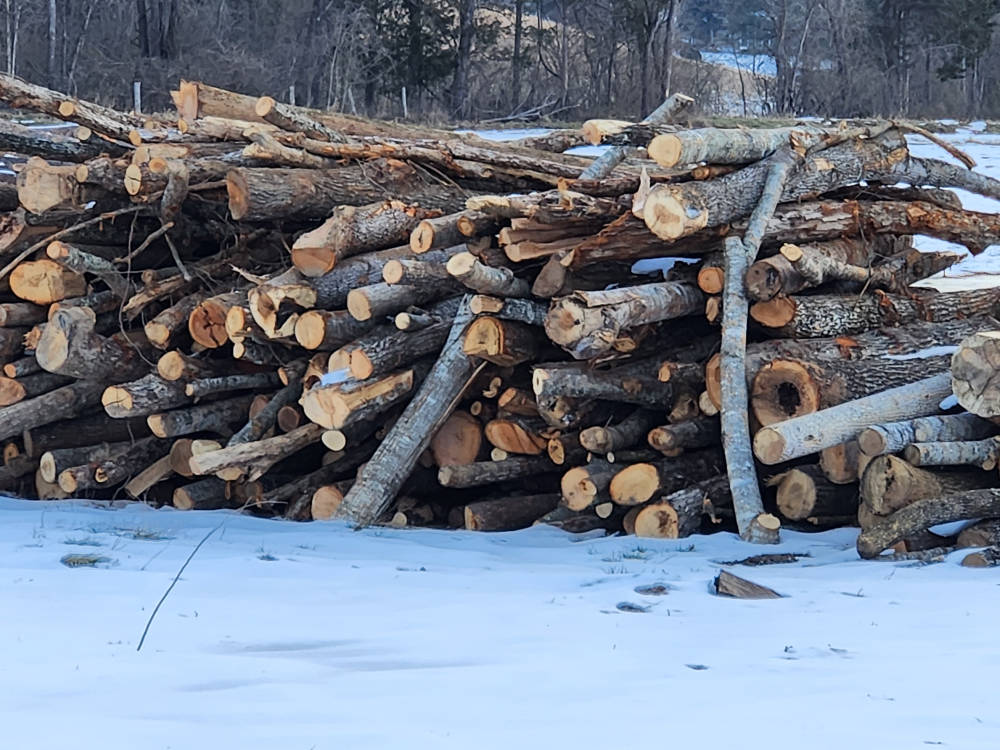 A pile of pulpwood stacked on a snowy ground, with bare trees in the background.