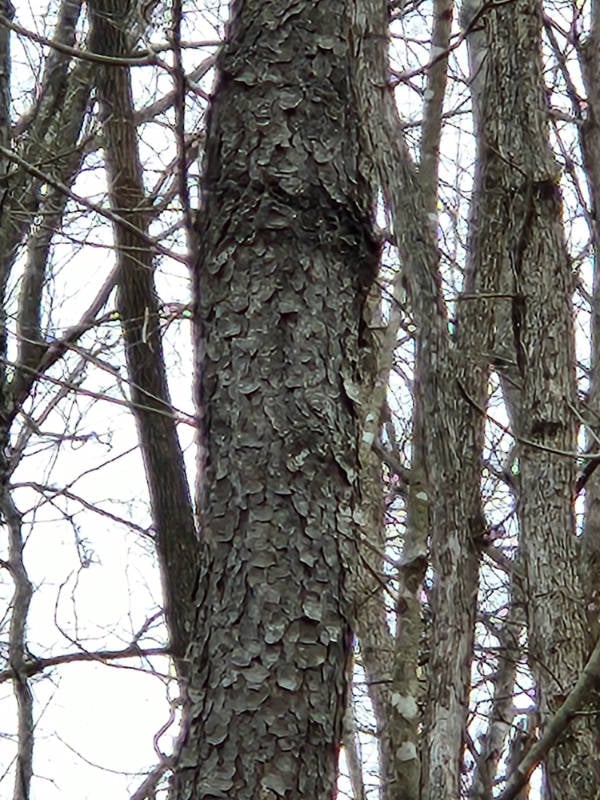 Example of Birdpeck Forest Canopy