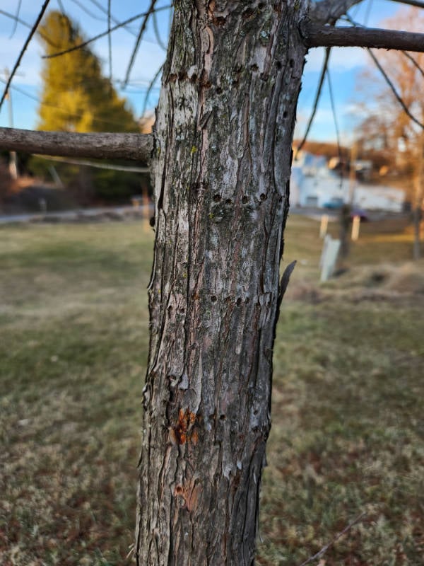 Close-up of a tree trunk with rough, textured bark. Small branches extend from the trunk. Background includes blurred grassy area and houses.