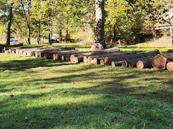 Several large tree trunks and logs are cut and stacked in a row on grass in a wooded area with sunlight filtering through the trees.